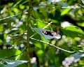 NYMPHALIDAE, Adelpha pollina